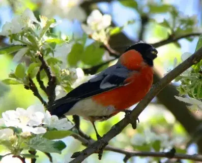 Давайте развенчаем миф, что снегири перелетные птицы.