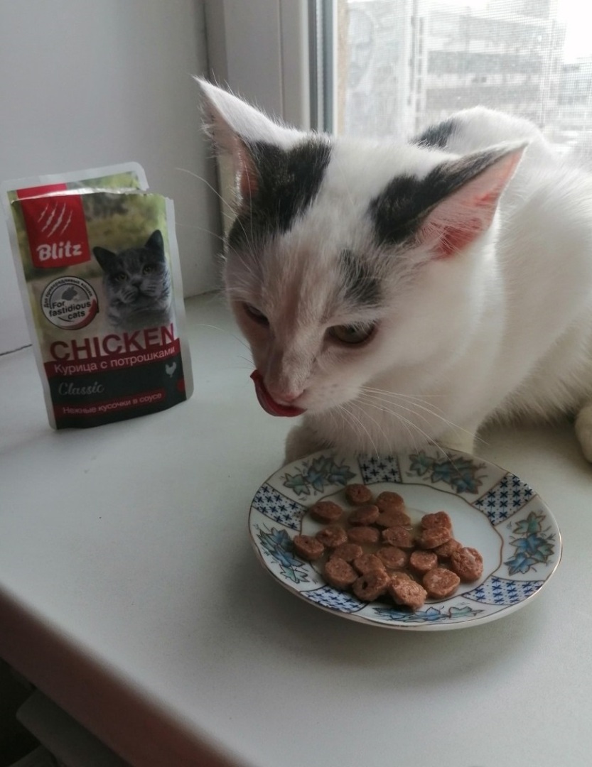 5 отечественных кормов, которые полюбились моей кошке.