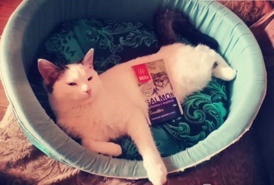 5 отечественных кормов, которые полюбились моей кошке.