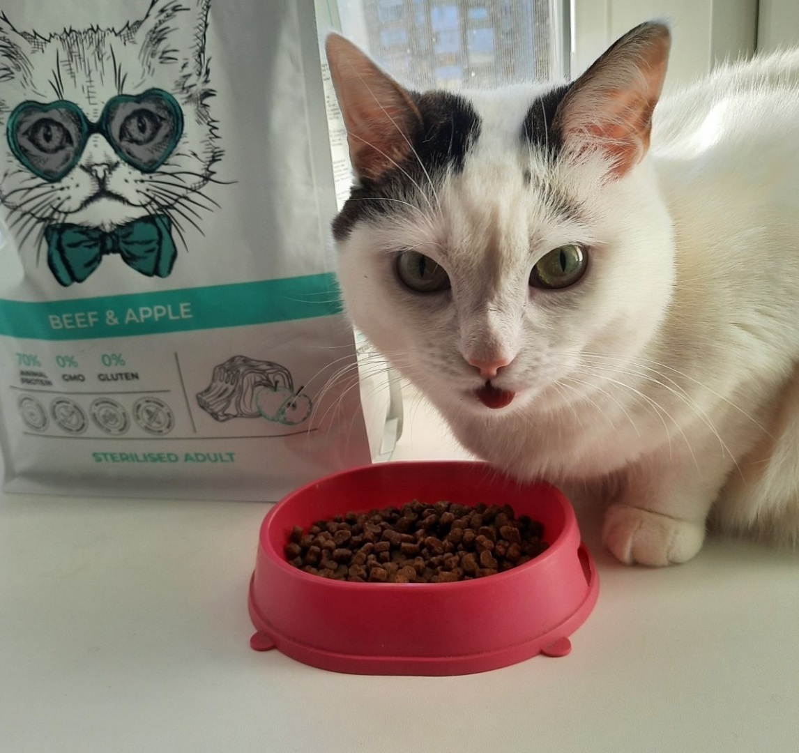 5 отечественных кормов, которые полюбились моей кошке.