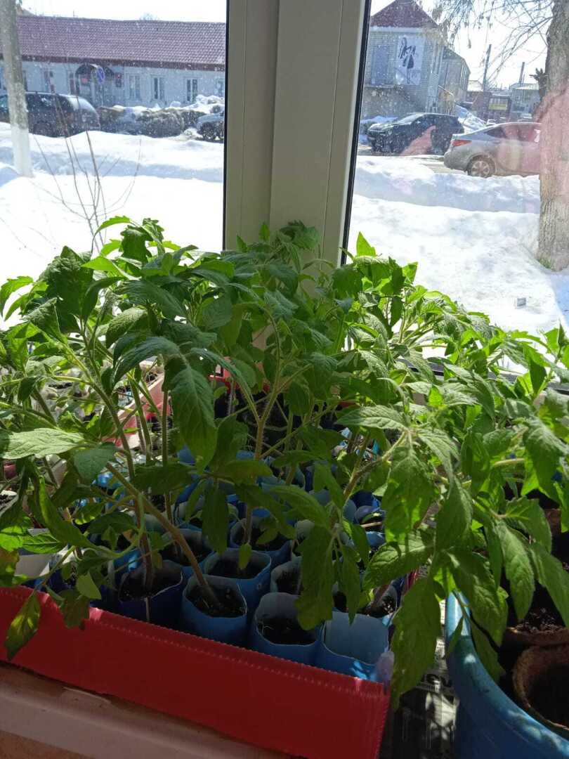 Мой островок зелени на окне: что посажено и растет у меня дома на окне, или история о том, как превратить подоконник в зеленую лужайку