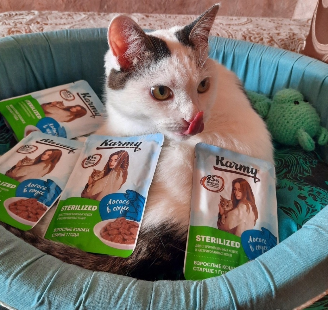 5 отечественных кормов, которые полюбились моей кошке.