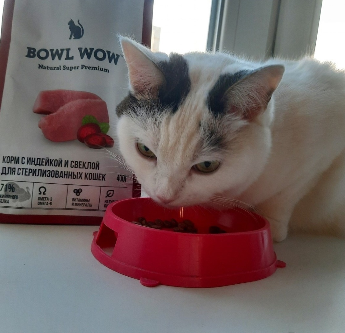 5 отечественных кормов, которые полюбились моей кошке.