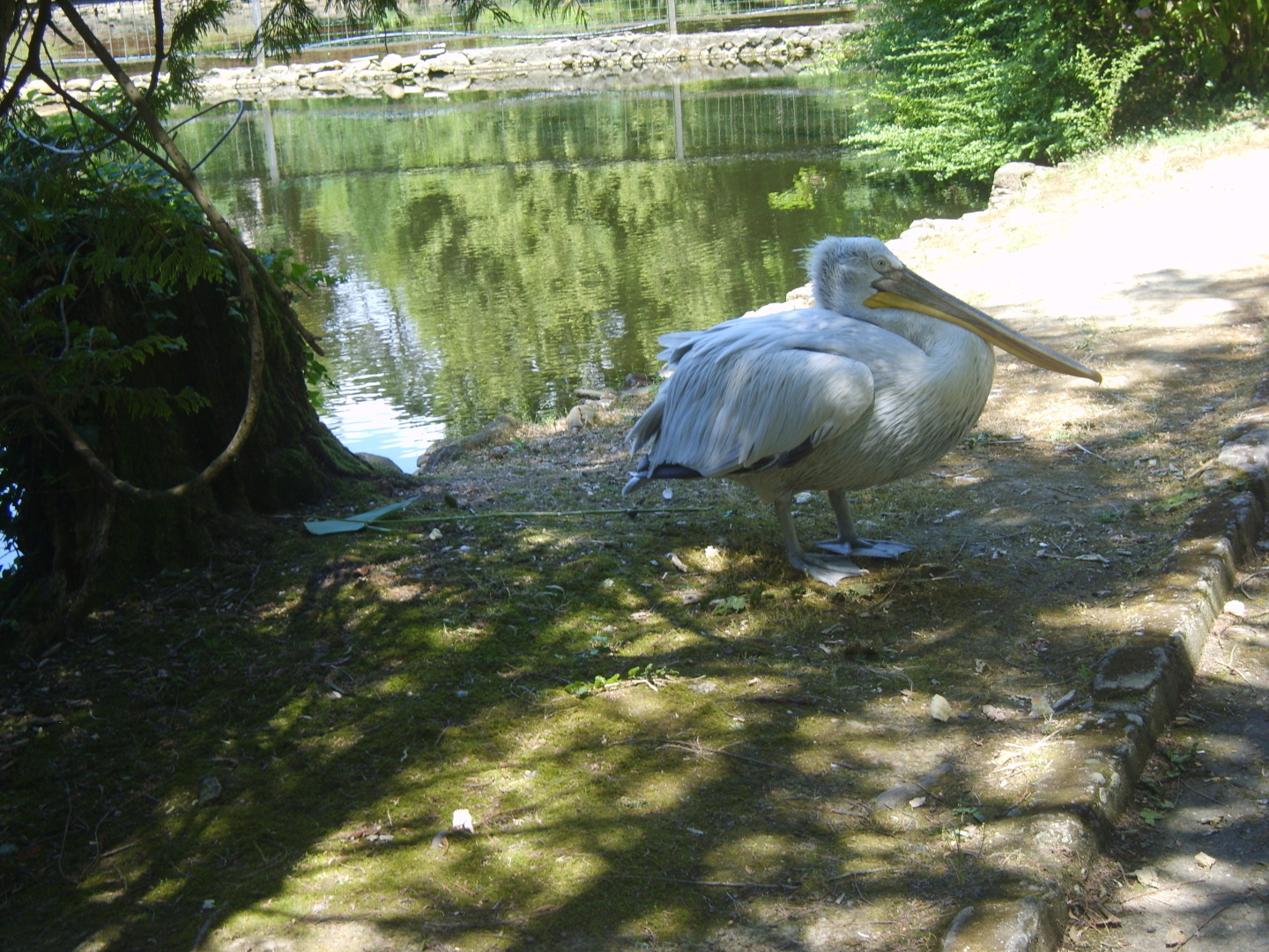 Сочи. Наша поездка в «Дендрарий». Масса впечатлений от удивительных растений!