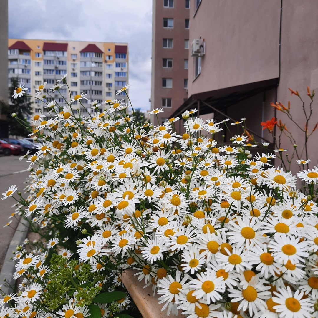 Признание в любви моему родному городу. Люблю Саратов, несмотря на все его недостатки.