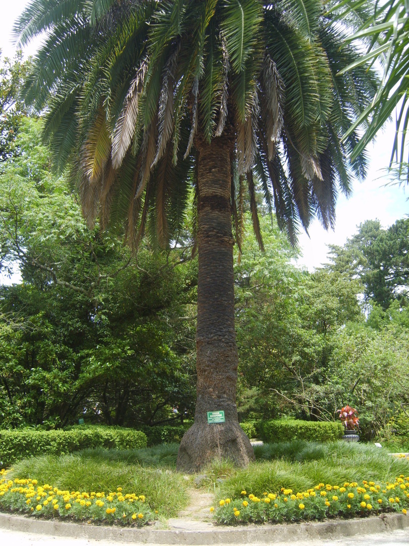 Сочи. Наша поездка в «Дендрарий». Масса впечатлений от удивительных растений!