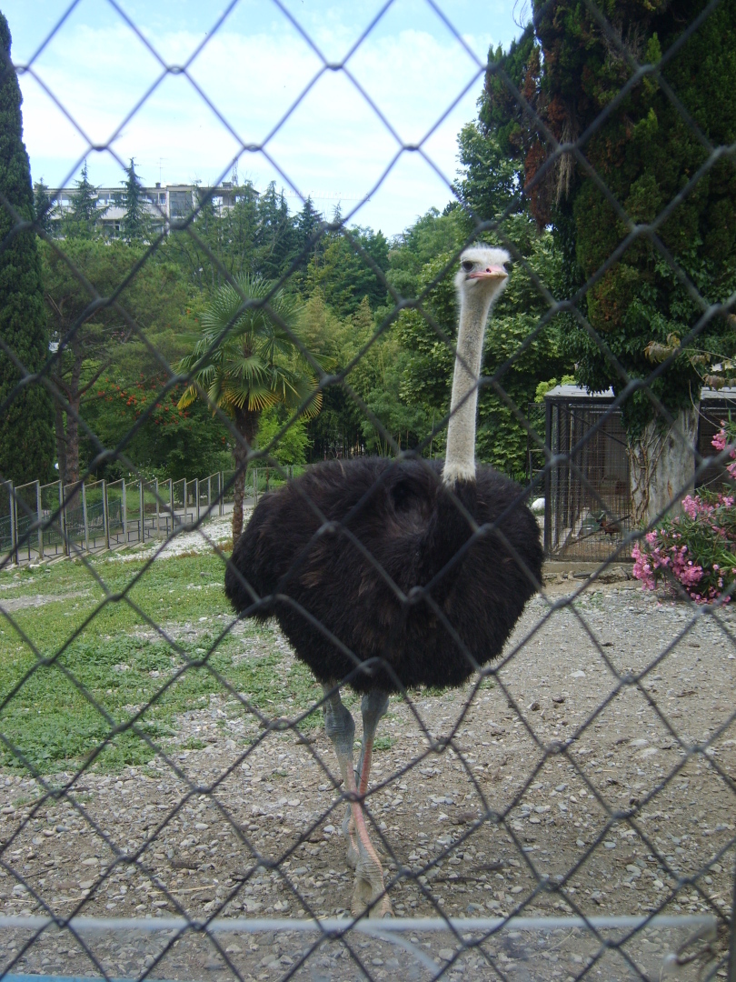 Сочи. Наша поездка в «Дендрарий». Масса впечатлений от удивительных растений!