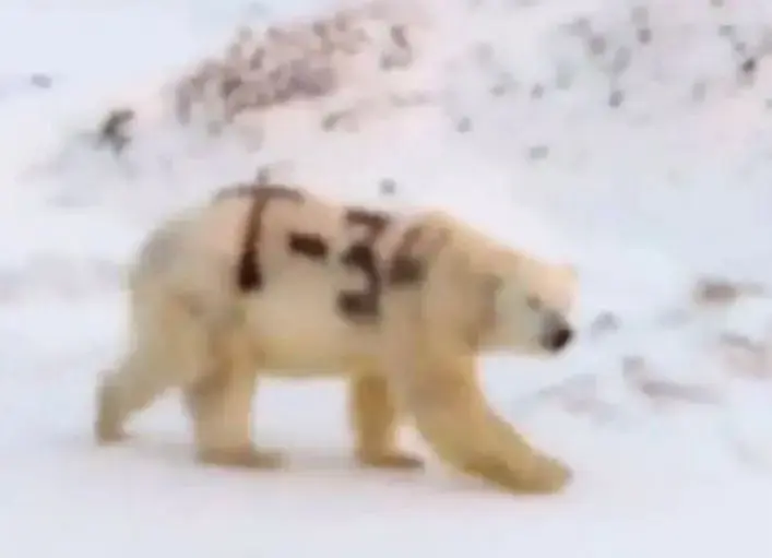 Белый медведь, с надписью ‘T-34’, попал на видео