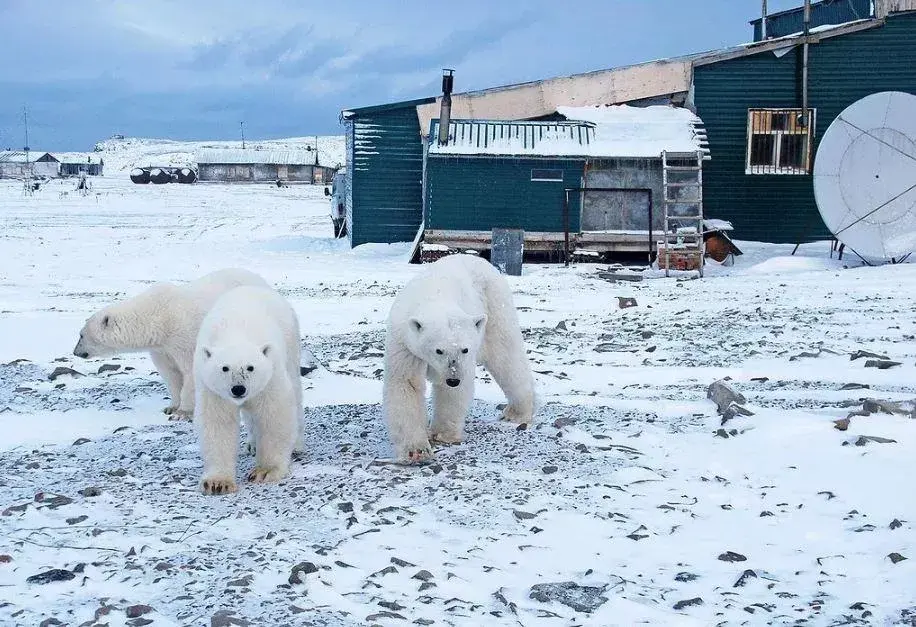 Белый медведь, с надписью ‘T-34’, попал на видео