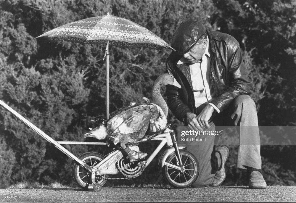 Гусь в кроссовках: трагедия Флеминга