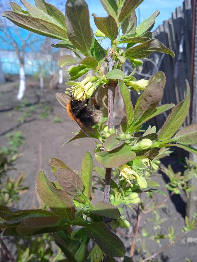 Мои лучшие дачные друзья: или один из секретов моего хорошего урожая клубники, жимолости, смородины, абрикос, алычи, груш и яблок
