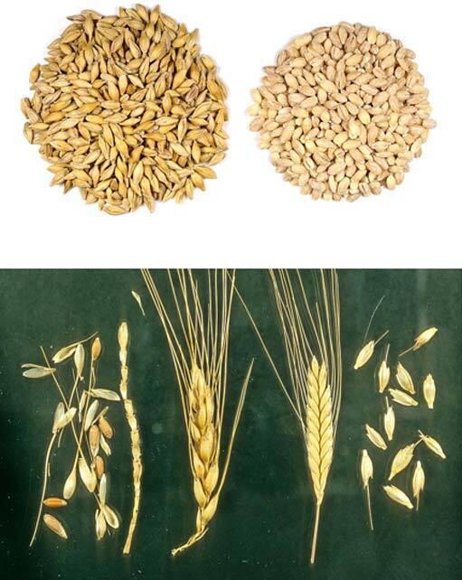 Тест на беременность: краткая история