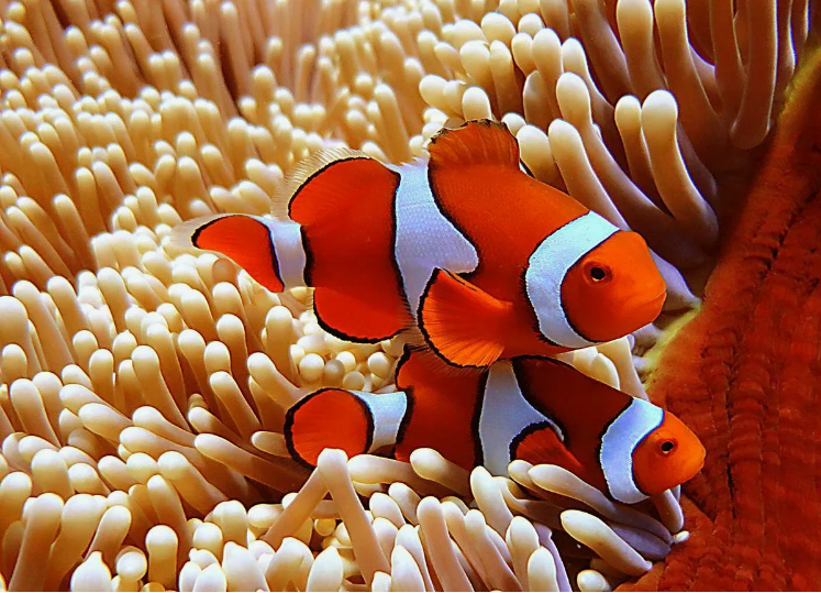 Удивительная рыба-клоун