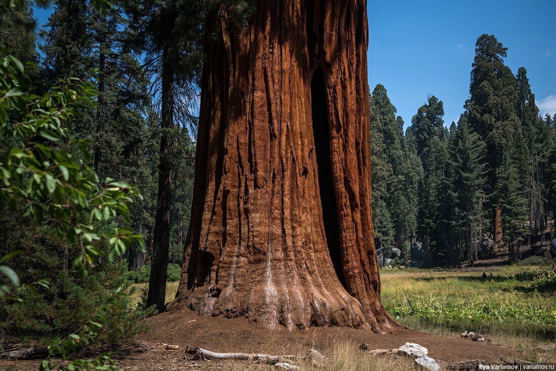 Гиганты нашей Земли