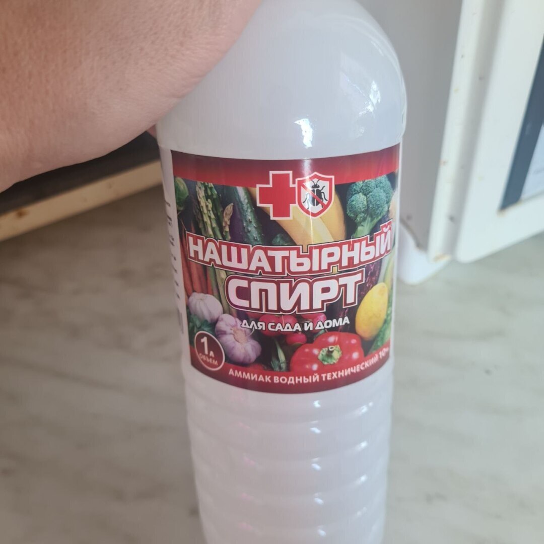 Как борюсь с земляной мошкой в рассаде?