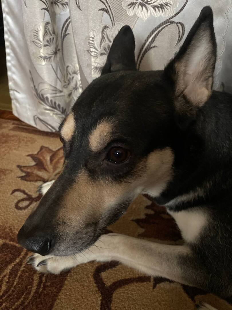 В нашем доме поселился... нет не сосед. История о том, как у нас появилась собака!