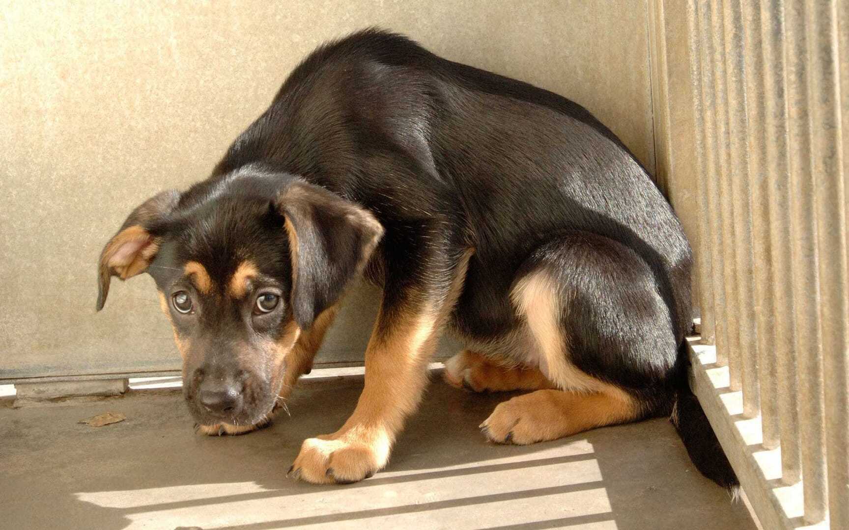 Чего боятся собаки и что с этим делать? Важные советы.