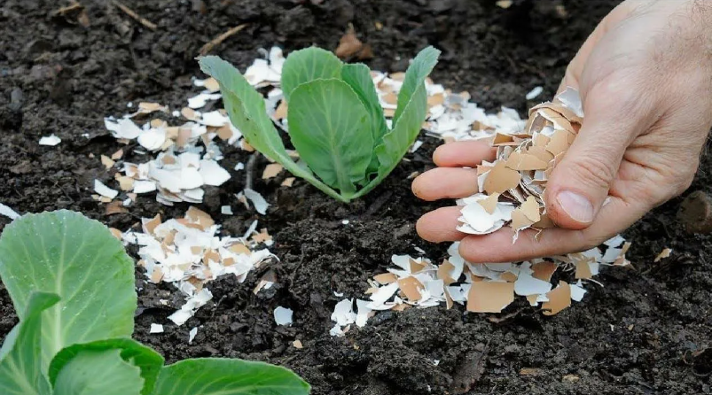 Польза яичной скорлупы для сада и огорода
