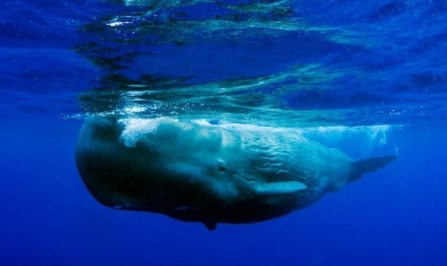 Самые большие животные на земле, особенности их жизни