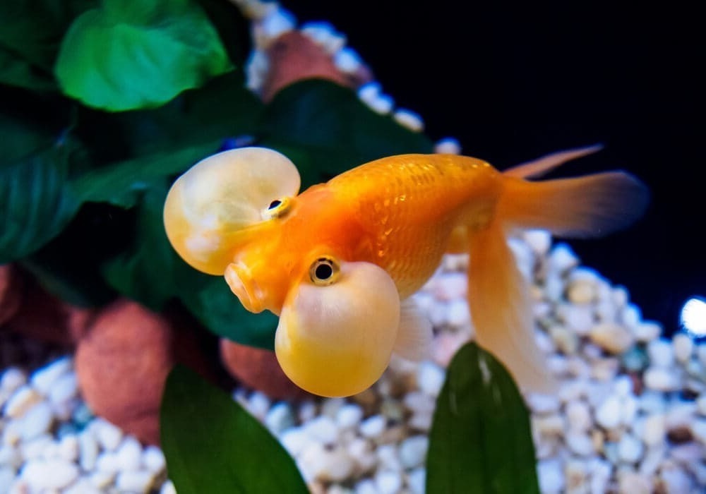 Золотая Рыбка Шуйгон: Миф или Реальность?