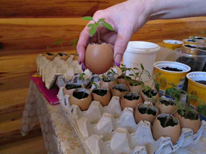Польза яичной скорлупы для сада и огорода