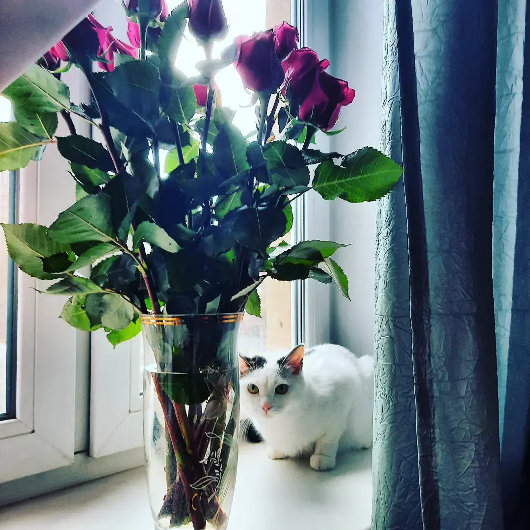 О современных рыцарях: обычных мальчиках, парнях и мужчинах.