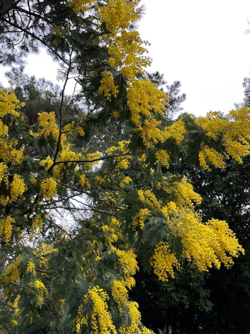Полгода в Сочи: личный опыт. Впечатления, фото.