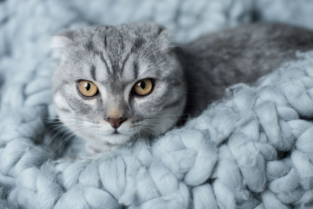 Как полностью избавиться от запаха кошачьей мочи