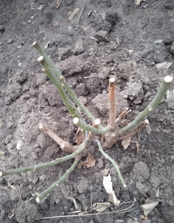 Чем обработать розы после зимней спячки.