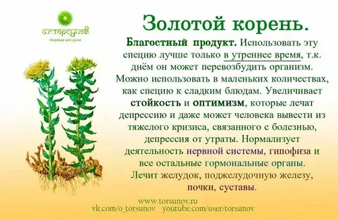 Я выращиваю "Золотой корень".