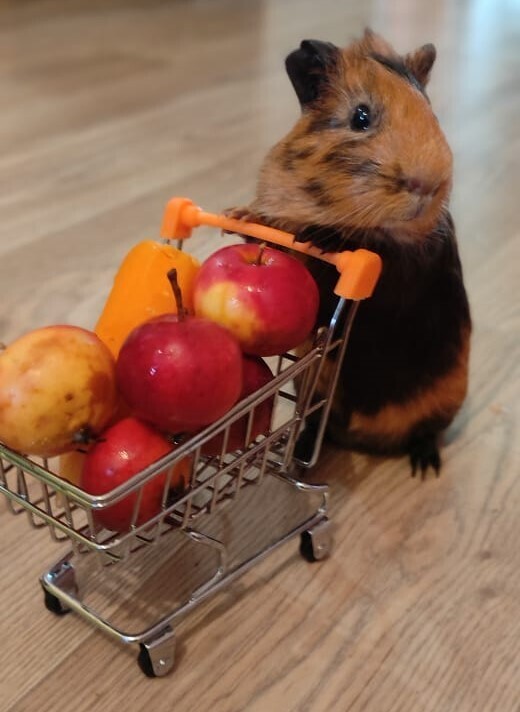 Морские свинки и агрессия. Один другому ухо откусил. Наши любимцы - Рыжик и Арнольд