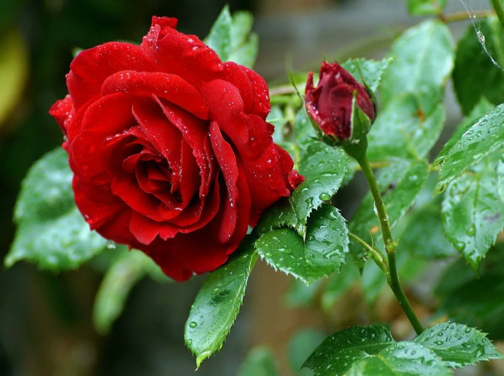 Чем обработать розы после зимней спячки.