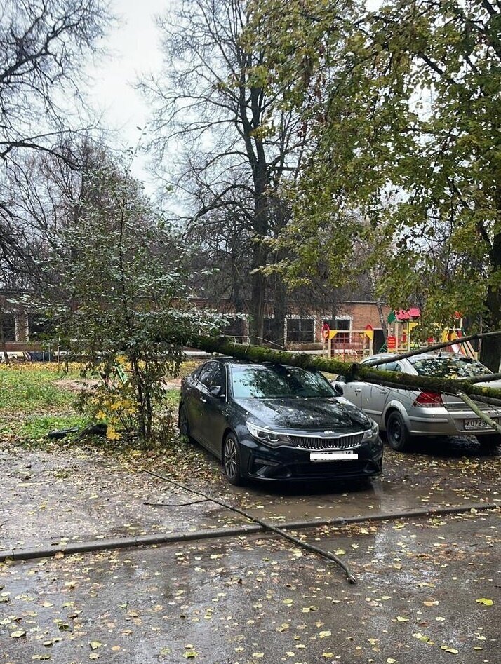 Во дворе на автомобиль упало дерево. УК отказала в возмещении вреда. Поставили УК на счетчик законно!