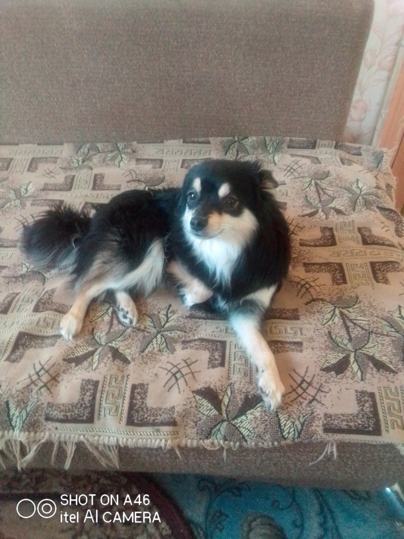 Собака Тимоха: мой верный друг и охранник!