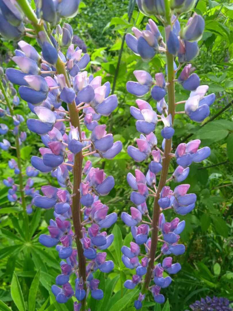 Как из погремушки вырастить красивые яркие свечи: делюсь своим цветочным опытом по выращиванию люпинов. Мой цветочный рай