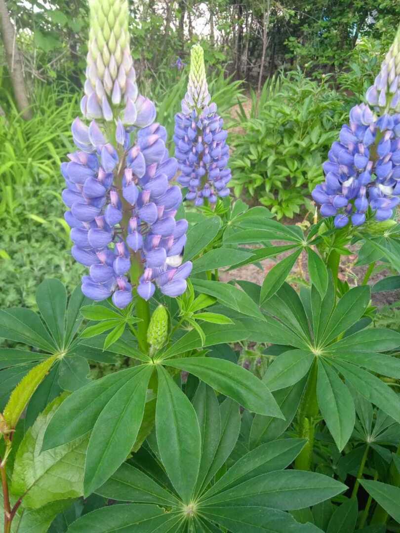 Как из погремушки вырастить красивые яркие свечи: делюсь своим цветочным опытом по выращиванию люпинов. Мой цветочный рай