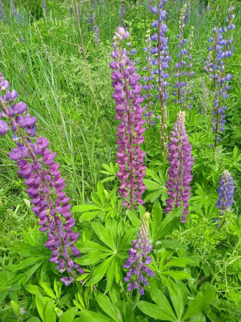 Как из погремушки вырастить красивые яркие свечи: делюсь своим цветочным опытом по выращиванию люпинов. Мой цветочный рай