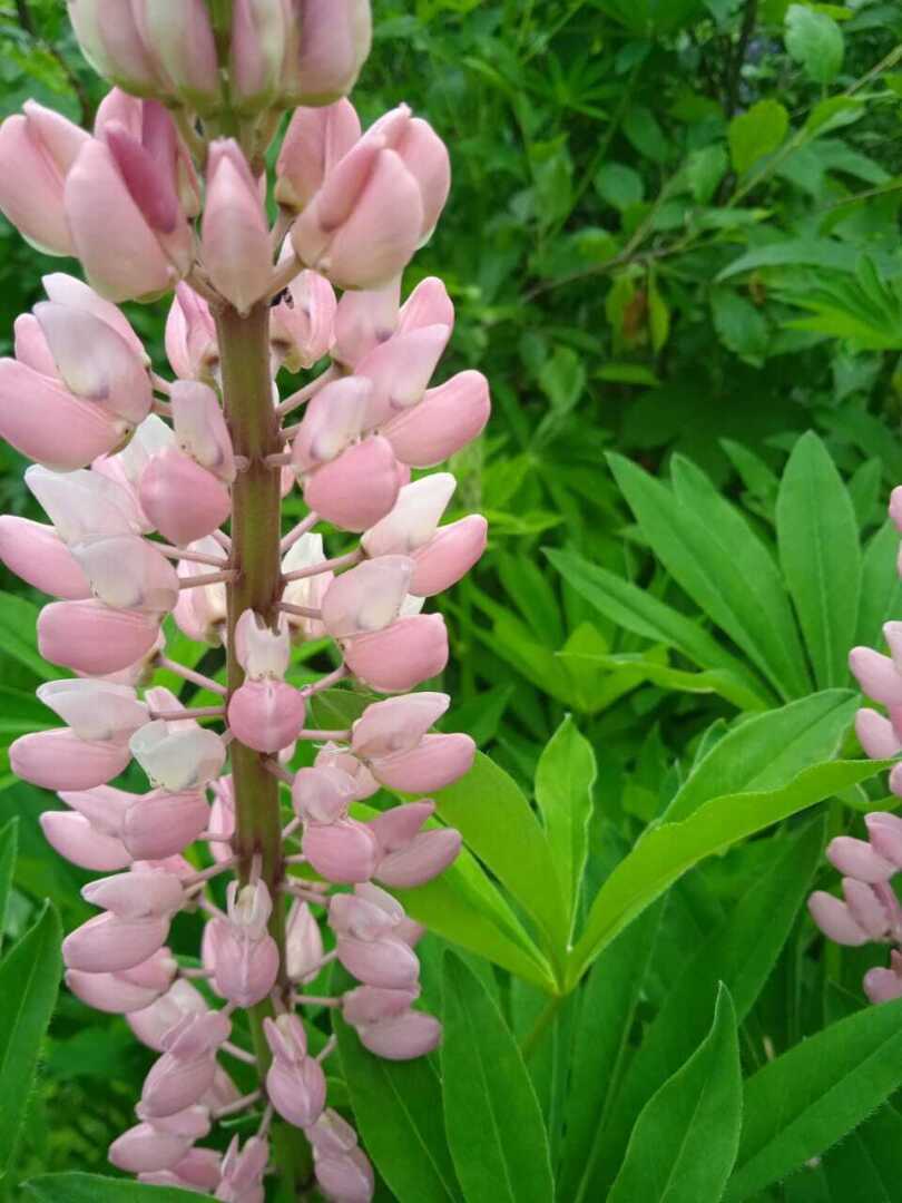 Как из погремушки вырастить красивые яркие свечи: делюсь своим цветочным опытом по выращиванию люпинов. Мой цветочный рай