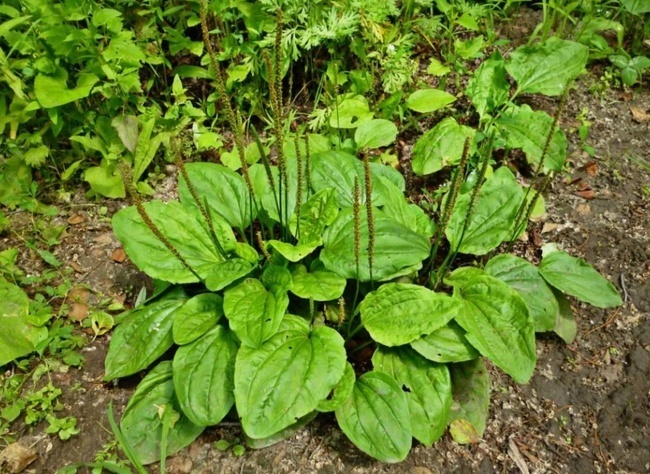 Топ-10 советов по выживанию, которые могут вас убить