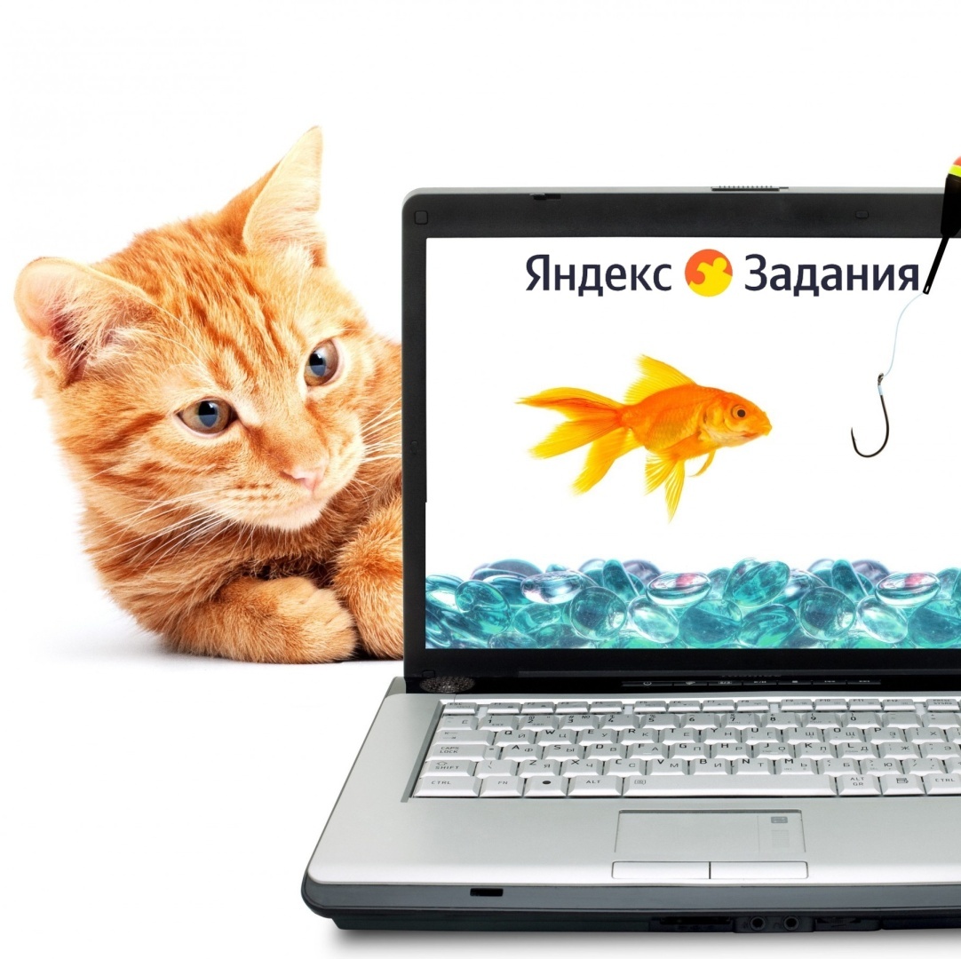 Можно ли зарабатывать на опросах, сидя дома? Можно!