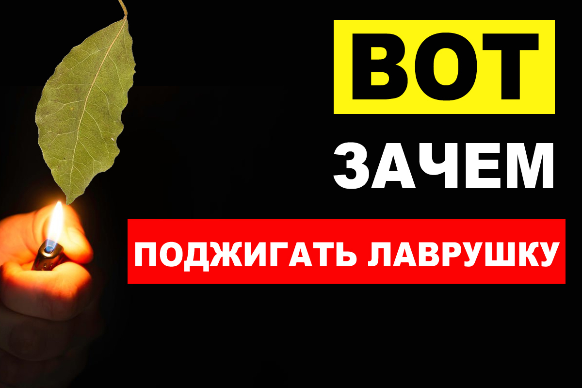 Вот зачем поджигают дома ЛАВРОВЫЙ ЛИСТ! Влияние запаха лавра. | Alexey, 25  марта 2024