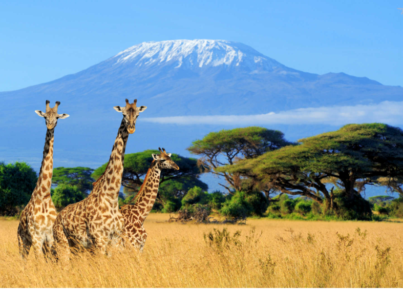 Загадочные Дикие Племена Африки: Взгляд в Неведомые Глубины.