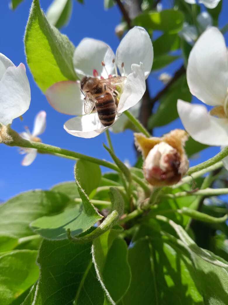Мой цветущий белоснежный майский сад: цветущие абрикосы, черешня, вишни, яблони, клубника.Мои фотографии майской красоты.
