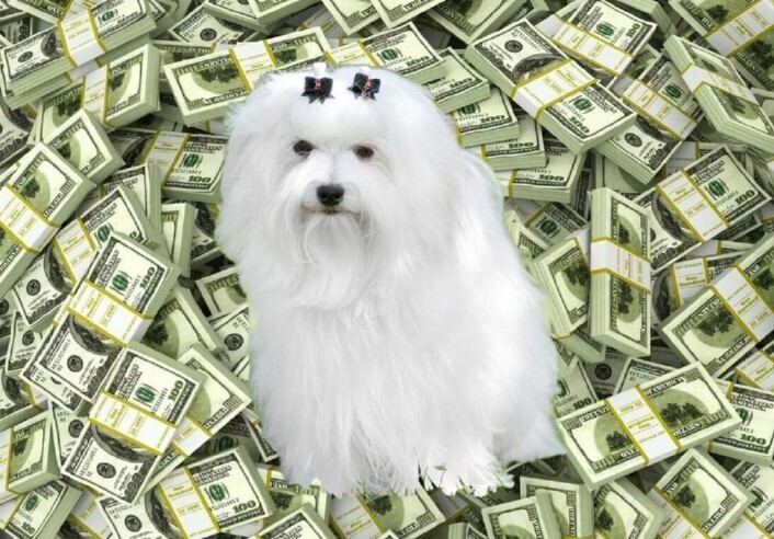 Завещатели и наследники: новая тенденция в России 2024 и самые необычные случаи в мире