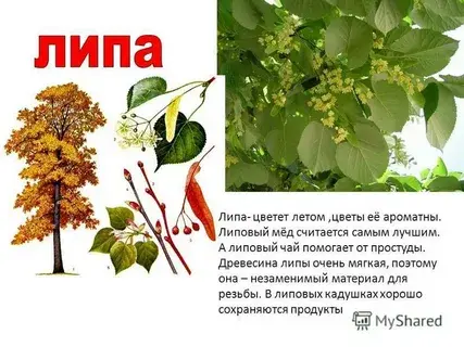 Вопрос ребенка родителям: «Липа — это потому, что она липнет?»