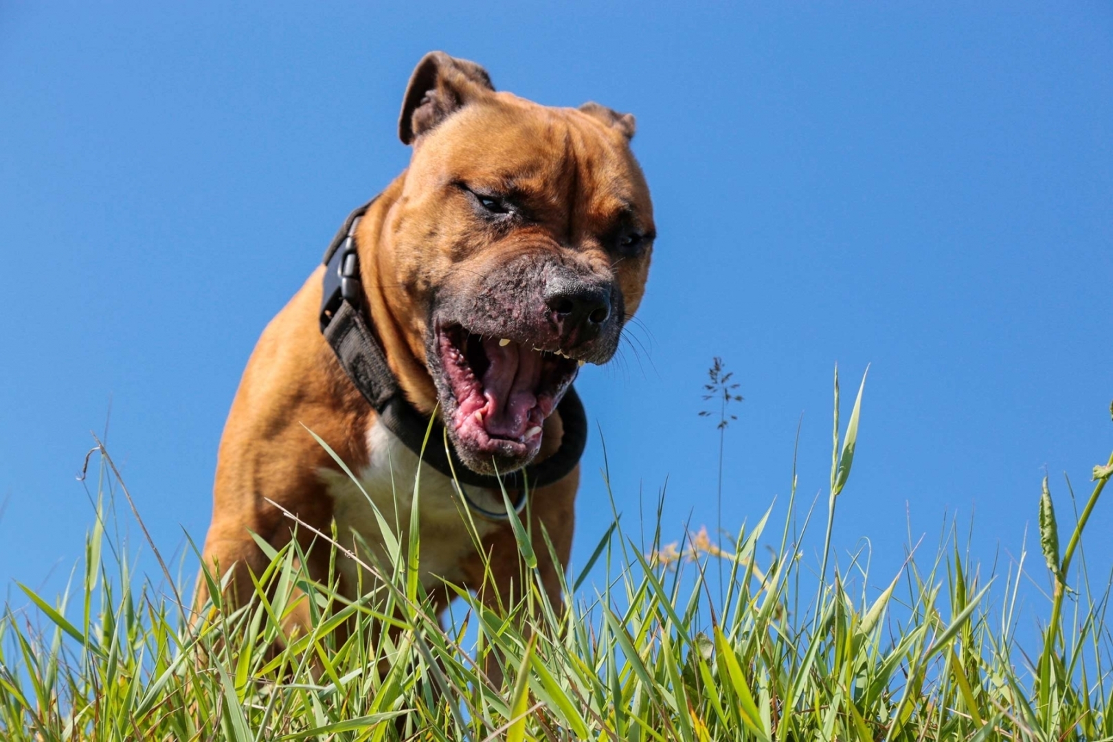 Как выгул собаки может обернуться для владельца выплатой компенсации морального вреда и не только