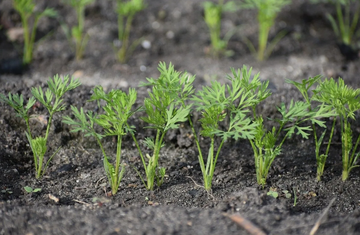 Чудо-растворы для морковки.