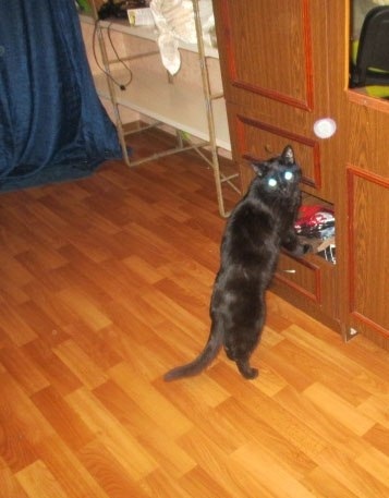 Моего котика больше нет, он уходил у меня на руках, или О любви к животным