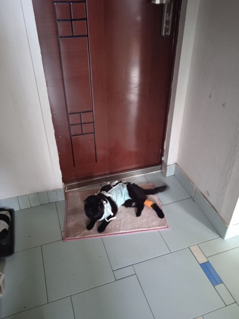 Моего котика больше нет, он уходил у меня на руках, или О любви к животным