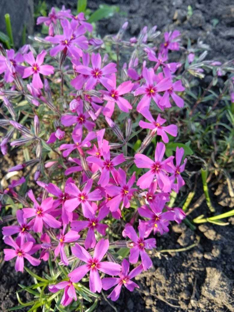 Майские нежные шиловидные флоксы: мои первые весенние цветы.Мои фотографии цветов.